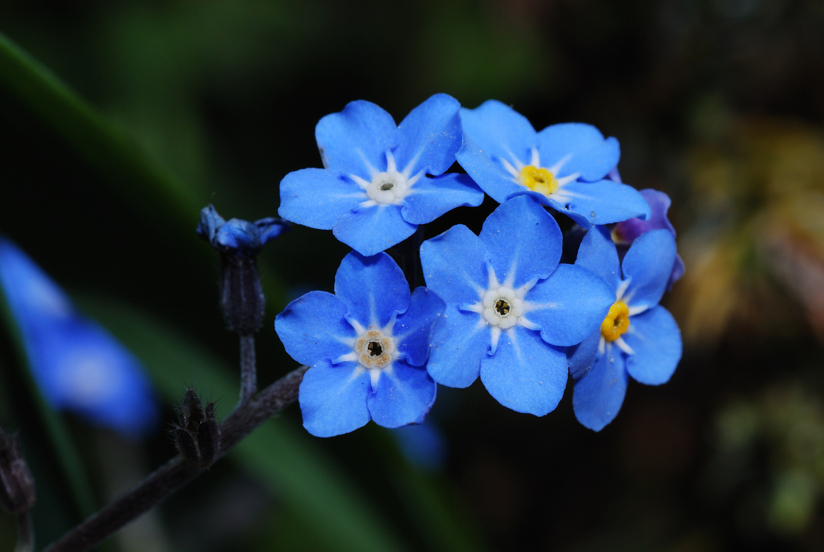 forget me not flower